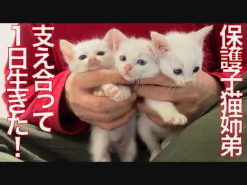 ひ弱な保護幼猫、きょうだい猫の支えで1日を生き延びる