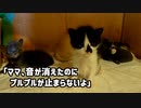 掃除機の音は止んだのに子猫の震えが止まらない【襖越しの音】