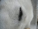 eye love you