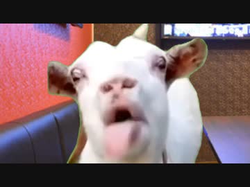 猫 (DISH//)ミーム