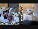 母猫の授乳特集「子猫はつらいよ」…でも面白い