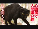 心臓疾患の人間嫌い保護猫、徐々に心を開きだす