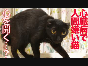心臓疾患の人間嫌い保護猫、徐々に心を開きだす