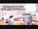 とあるゲームの日常 #猫ミーム