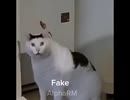 ホモと見る猫ミームのHuh catのフェイクとオリジナル