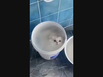 ホモと見る水と同化したネコ