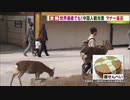 シカに包装紙を与えてしまう中国人観光客【マナー・奈良】