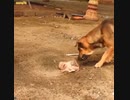 【犬・子猿】犬猿の仲