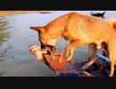 【犬・子猿】犬猿の仲その2