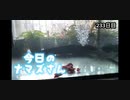 赤ちゃんなまず飼育日記 233日目