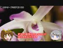 【ゆるふわ植物日記#14】デンドロビウム・カシオープ【植物解説】