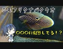 つづみの10秒おさかな解説#27 シモフリタナバタウオ