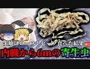 【2015年】「放置すると脳まで喰う虫」　ローストビーフ好きの男性から6.2ｍの寄生虫 『無鉤条虫感染症』 生食のリスク【ゆっくり解説】