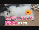 ポメラニアンの勉強法 教えます