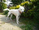 kisyu dog