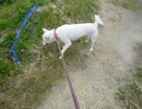紀州犬～農道をぜぇぜぇ言いながら散歩