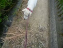 ジグザグする紀州犬～walk in zigzag