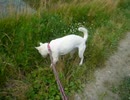 kisyu dog catch a frog カエル捕り