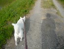 kisyu dog walk the farm road