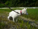 kisyu dog urine