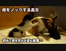 生後25日目になると人のように母猫を呼ぶ子猫がこちらです