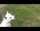舌がだら～ん！