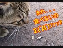 【検証】猫は「魚の頭のみ」は食べないのか？