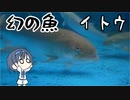 つづみの10秒おさかな解説#28 イトウ