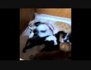 【ショート】回る母猫と子猫たち