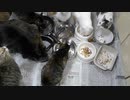 今週のおやつ（本隊）【蒼民家の猫々】