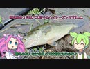 【ずんだもん解説】限界ずんだもんの雨天バス釣り。２０２４年２月