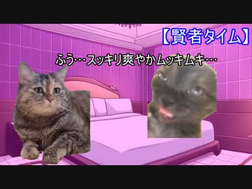 【猫ミーム】学生時代にニューハーフ風俗嬢として初めてクジラになった日