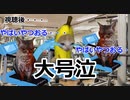 【猫ミーム】ジムのランニングマシンで大号泣した話【CLANNADは人生】