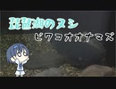 つづみの10秒おさかな解説#29 ビワコオオナマズ