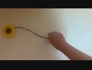 My first video!