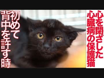 人間嫌いで心臓病の保護猫、初めて背中を許す
