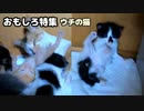 毛繕い痛いのになぜか再び毛繕いされにいく子猫が面白かわいい