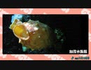 【ポケモンSV】水族館パ対戦ラジオ8【PJCS2024予選】