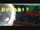 つづみの10秒おさかな解説#30 アカメ