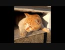【ショート】時をかける元野良猫とその子猫たち