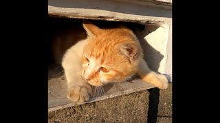 【ショート】時をかける元野良猫とその子猫たち