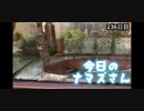 赤ちゃんなまず飼育日記 236日目