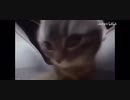 チピチピ先輩
