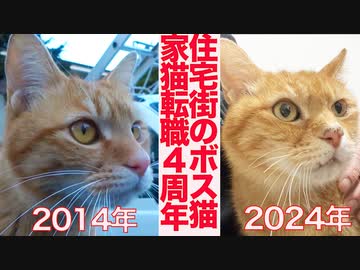 街のアイドル猫兼ボス猫、家猫転職4周年の縁の物語