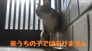 お前も入ってきたか…【野良猫】