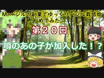 第２０回Mrバジルの副業でゆっくりバジル栽培始めてみた。
