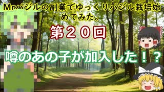 第２０回Mrバジルの副業でゆっくりバジル栽培始めてみた。