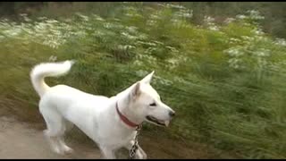 紀州犬のしゃかりき散歩