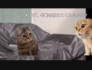 猫ミームと化した野獣先輩インタビュー