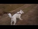 紀州犬の散歩に恋して